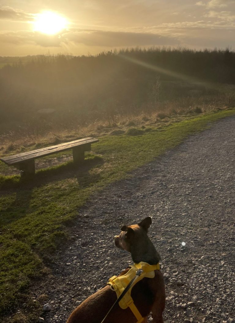 Dog walking services near me A dog wearing a yellow harness gazes at a sunrise over a scenic landscape.